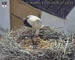 Capi_Dubne_20260523_172502.jpg