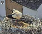 Capi_Dubne_20260523_182503.jpg