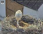 Capi_Dubne_20260523_184003.jpg