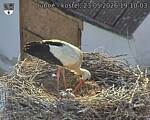 Capi_Dubne_20260523_191003.jpg