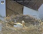 Capi_Dubne_20260523_195502.jpg