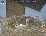 Capi_Dubne_20260523_200002.jpg
