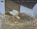 Capi_Dubne_20260523_200503.jpg