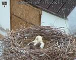 Capi_Dubne_20260523_203503.jpg