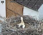 Capi_Dubne_20260523_205503.jpg