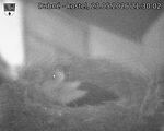 Capi_Dubne_20260523_213002.jpg