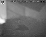 Capi_Dubne_20260523_215003.jpg
