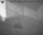 Capi_Dubne_20260523_220502.jpg