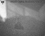 Capi_Dubne_20260523_221502.jpg