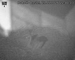Capi_Dubne_20260523_224003.jpg