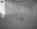 Capi_Dubne_20260523_224502.jpg
