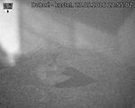 Capi_Dubne_20260523_225502.jpg