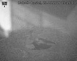 Capi_Dubne_20260523_232503.jpg