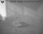 Capi_Dubne_20260524_000502.jpg
