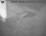 Capi_Dubne_20260524_002503.jpg