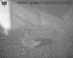 Capi_Dubne_20260524_004003.jpg