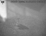 Capi_Dubne_20260524_005503.jpg