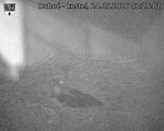 Capi_Dubne_20260524_012502.jpg