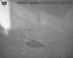 Capi_Dubne_20260524_013002.jpg