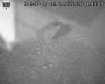 Capi_Dubne_20260524_013503.jpg