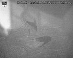 Capi_Dubne_20260524_021002.jpg