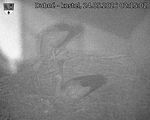 Capi_Dubne_20260524_021502.jpg