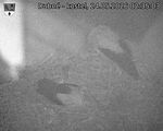 Capi_Dubne_20260524_023503.jpg
