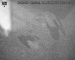 Capi_Dubne_20260524_024003.jpg