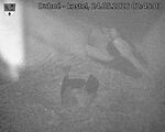 Capi_Dubne_20260524_024503.jpg