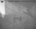 Capi_Dubne_20260524_030002.jpg