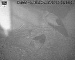 Capi_Dubne_20260524_032002.jpg
