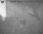 Capi_Dubne_20260524_032503.jpg