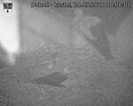 Capi_Dubne_20260524_040002.jpg