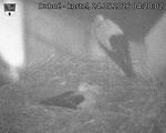 Capi_Dubne_20260524_042002.jpg
