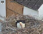 Capi_Dubne_20260524_051002.jpg