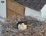 Capi_Dubne_20260524_051502.jpg