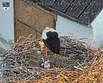 Capi_Dubne_20260524_053002.jpg