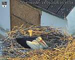 Capi_Dubne_20260524_054504.jpg