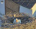 Capi_Dubne_20260524_055502.jpg