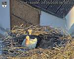 Capi_Dubne_20260524_060003.jpg