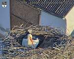 Capi_Dubne_20260524_061002.jpg