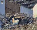 Capi_Dubne_20260524_061503.jpg