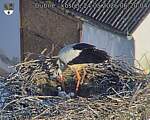 Capi_Dubne_20260524_062004.jpg