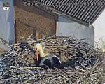 Capi_Dubne_20260524_064504.jpg