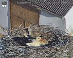 Capi_Dubne_20260524_070004.jpg