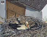Capi_Dubne_20260524_070502.jpg