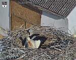 Capi_Dubne_20260524_072504.jpg