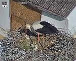 Capi_Dubne_20260524_075503.jpg