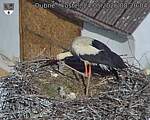 Capi_Dubne_20260524_082004.jpg