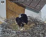 Capi_Dubne_20260524_083003.jpg